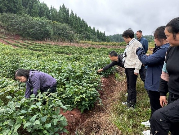 资阳市农业局新项目引领农业现代化，乡村振兴再添新动力